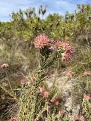 Leucospermum calligerum