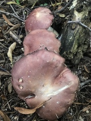 Stropharia rugosoannulata