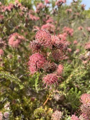 Leucospermum calligerum