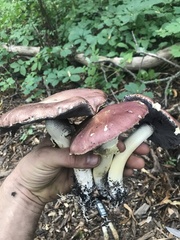 Stropharia rugosoannulata