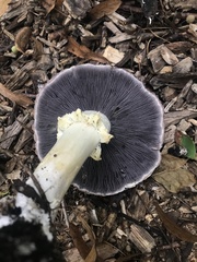 Stropharia rugosoannulata
