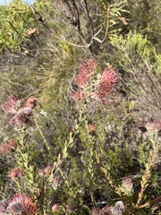 Leucospermum calligerum