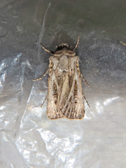 Agrotis gladiaria