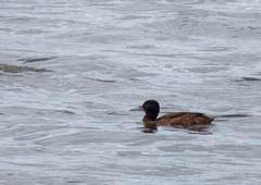 Heteronetta atricapilla