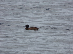 Heteronetta atricapilla