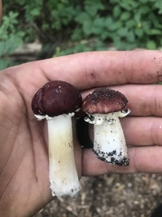 Stropharia rugosoannulata