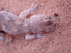 Ptenopus garrulus maculatus