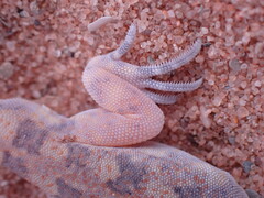 Ptenopus garrulus maculatus