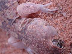 Ptenopus garrulus maculatus