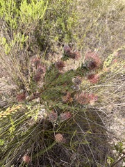 Leucospermum calligerum