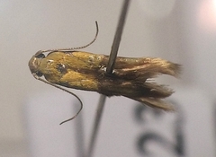 Stathmopoda auriferella