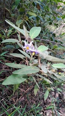 Solanum hapalum
