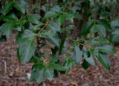 Euonymus australianus