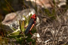 Phymateus morbillosus
