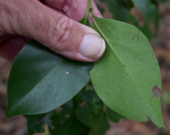 Euonymus australianus