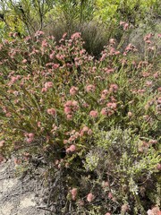 Leucospermum calligerum