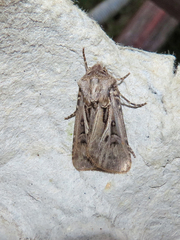 Agrotis gladiaria