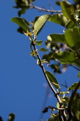 Ischnolepis natalensis