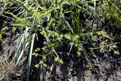 Psammotropha mucronata
