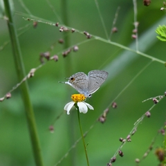 Catochrysops panormus exiguus