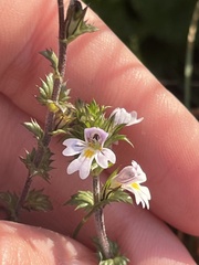 Euphrasia