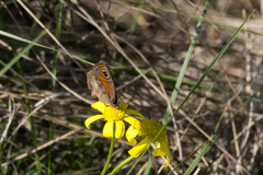 Cassionympha cassius