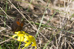 Cassionympha cassius