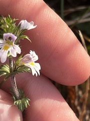 Euphrasia