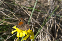 Cassionympha cassius