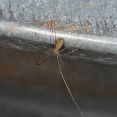 Pholcus opilionoides