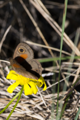 Cassionympha cassius