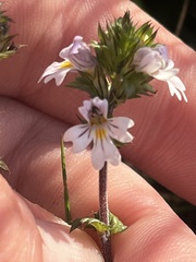 Euphrasia