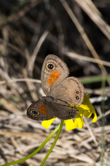 Cassionympha cassius