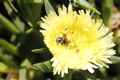 Carpobrotus edulis edulis