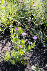 Pseudopegolettia tenella