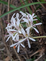 Pelargonium auritum carneum