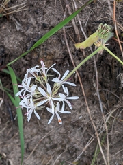 Pelargonium auritum carneum