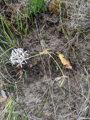Pelargonium auritum carneum