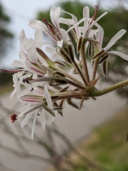 Pelargonium auritum carneum