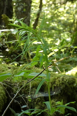 Polygonatum verticillatum
