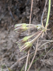 Pelargonium auritum carneum