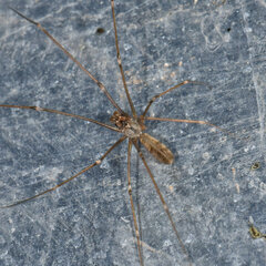 Pholcus opilionoides