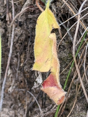 Pelargonium auritum carneum