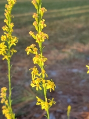 Solidago virgata
