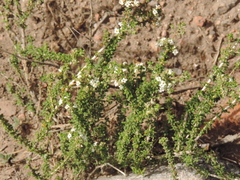 Acantholippia seriphioides
