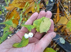 Symphoricarpos albus