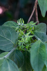Vangueria macrocalyx
