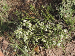 Acantholippia seriphioides