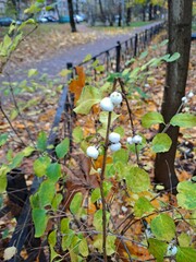 Symphoricarpos albus