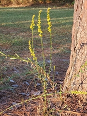 Solidago virgata